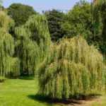 Trees with a weeping habit
