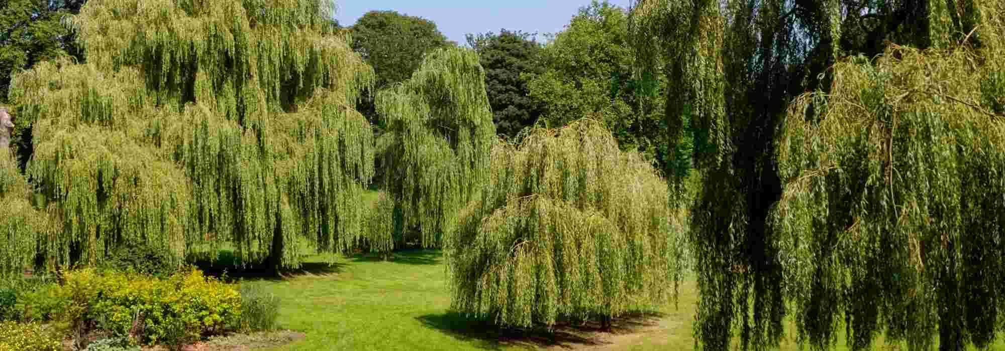 Trees with a weeping habit
