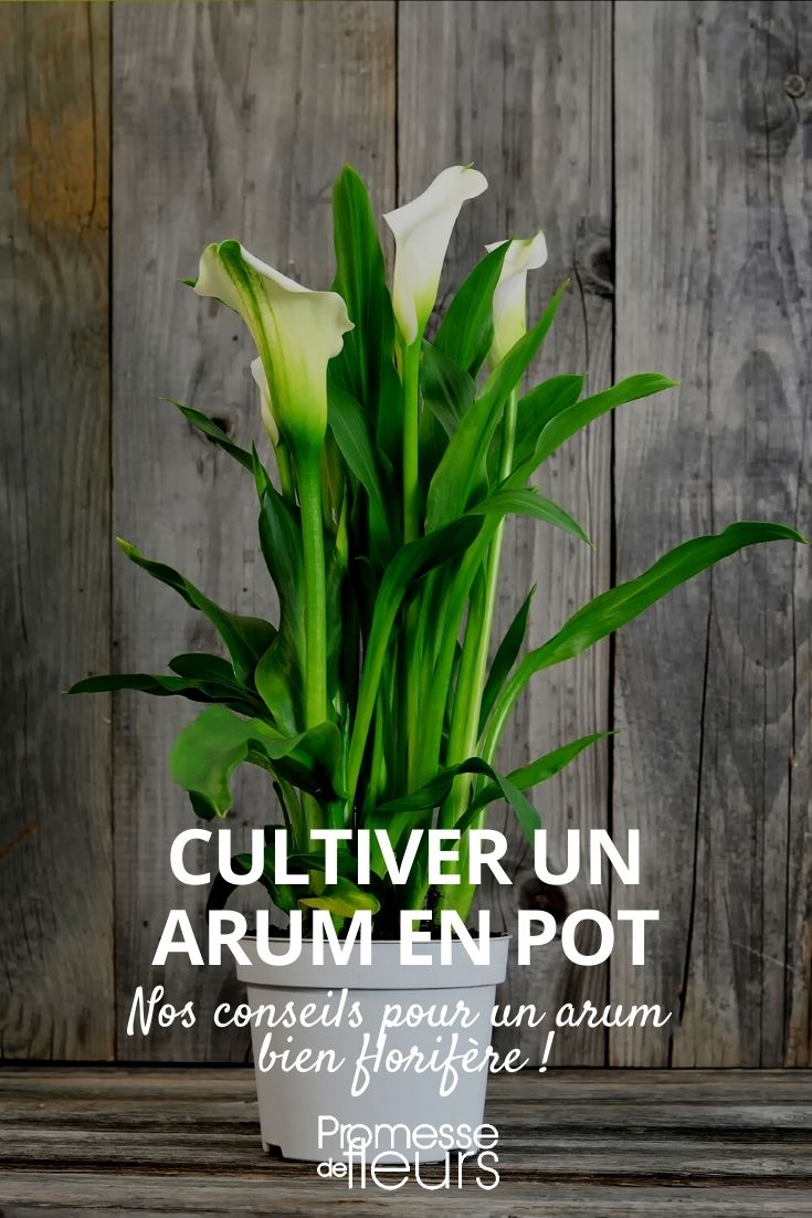 Growing an Arum Lily in a Pot