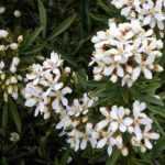 7 ideas to pair Mexican orange blossom