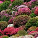 Japanese azaleas: the best varieties