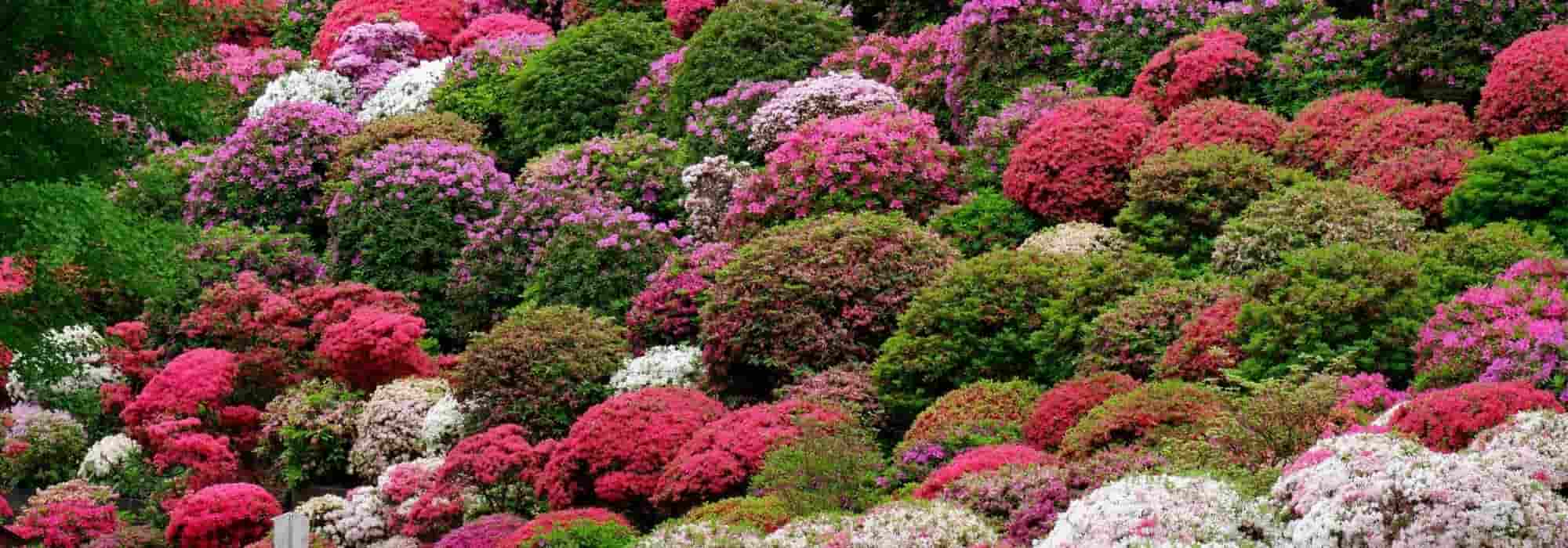 Japanese azaleas: the best varieties