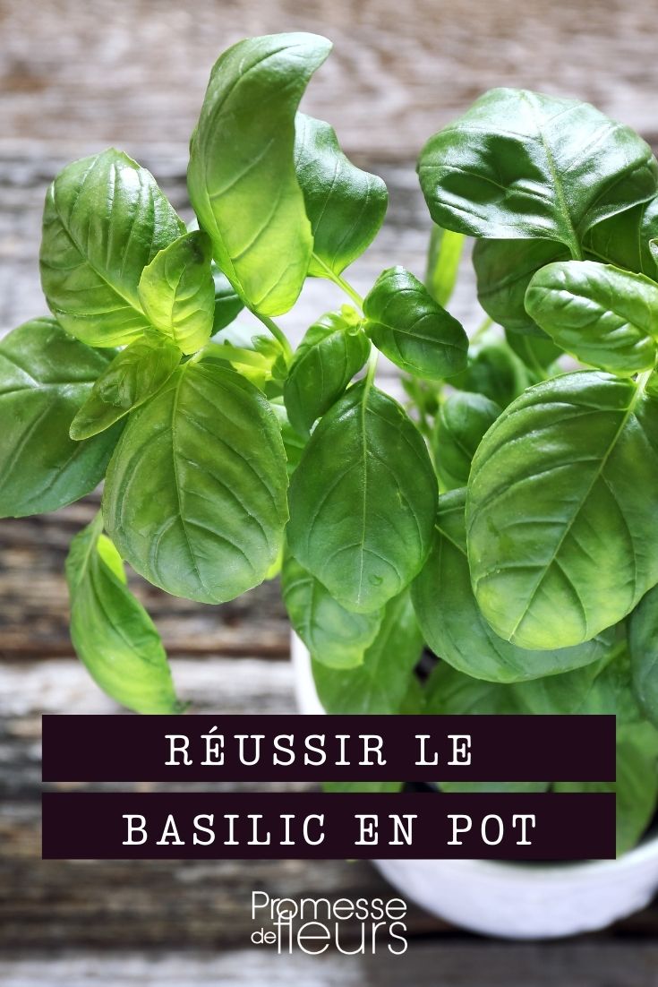 Growing Basil in Pots