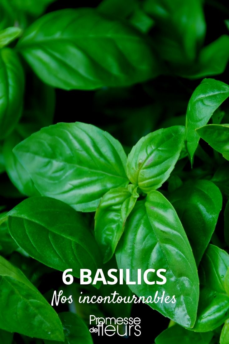 6 Essential Basils