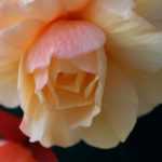 How to take cuttings from tuberous begonias?