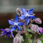 How to dry borage?