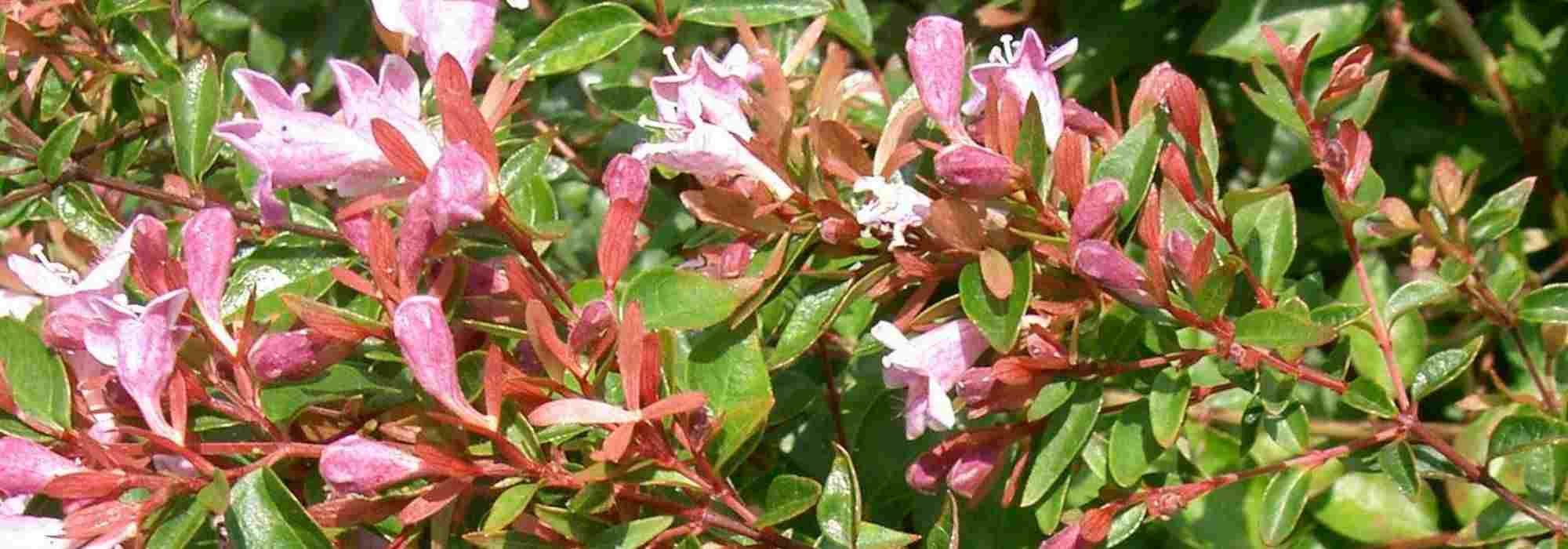 How to choose an Abelia?