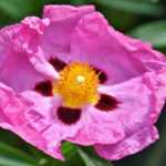 The Rockrose: How to Take a Successful Cutting