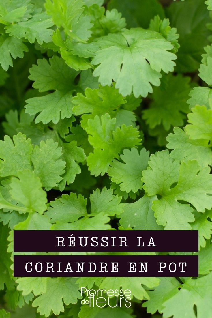 Growing Coriander in Pots