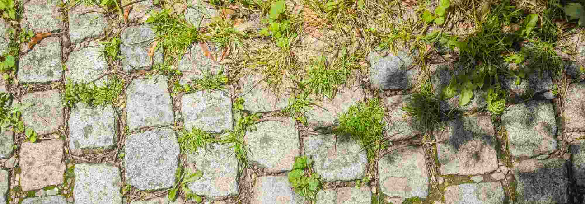 What is a blunting knife used for?