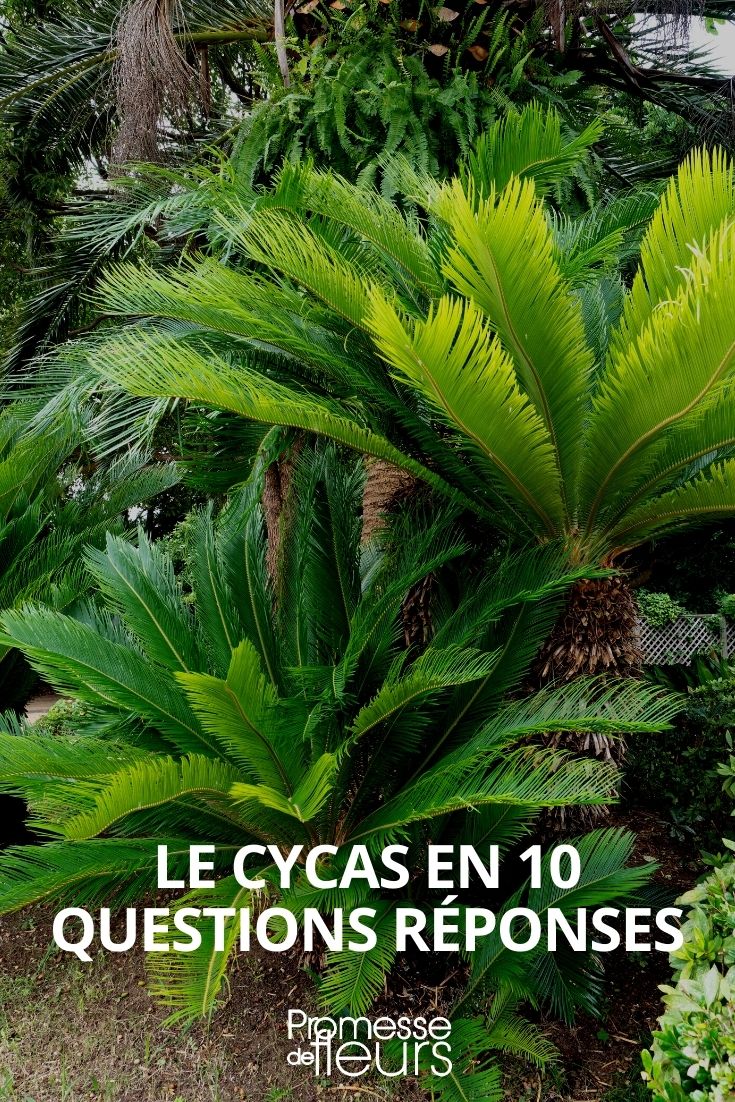 Cycads: Everything You Need to Know

Cycads are ancient plants that have been around since the time of the dinosaurs. These perennial plants are known for their striking appearance and are often used in landscaping due to their exotic and tropical look. Here's everything you need to know about cycads, from their history to how to care for them.

### Historical Significance

Cycads belong to one of the oldest plant families, Cycadaceae, which dates back over 200 million years. They were much more abundant during the Jurassic period and are sometimes referred to as "living fossils" because they have changed very little since the time of the dinosaurs.

### Appearance and Characteristics

Cycads are characterized by a stout and woody trunk with a crown of large, hard and stiff, evergreen leaves. The leaves are usually feather-like or fern-like in appearance, making them a popular choice for ornamental purposes. Cycads are dioecious, meaning that individual plants are either male or female.

### Growing Conditions

Cycads thrive in warm, humid environments but can also adapt to various climates if cared for properly. They prefer well-drained soil and should be planted in a location that receives partial to full sunlight. Over-watering should be avoided as it can lead to root rot.

### Care and Maintenance

Caring for cycads involves ensuring they have the right soil and amount of water. They do not require frequent watering and can benefit from a balanced, slow-release fertilizer during the growing season. It's important to keep an eye out for pests such as scale insects and mealybugs, which can be treated with appropriate insecticides.

### Propagation

Cycads can be propagated through seeds or by the division of pups (offsets) that grow at the base of the oldest plants. Seed propagation can be slow and requires patience, as it may take several years for a cycad to mature from a seed.

### Common Varieties

Some popular cycad species include:
- *Cycas revoluta* (Sago Palm)
- *Zamia furfuracea* (Cardboard Palm)
- *Encephalartos lehmannii* (Lehmann's Cycad)

### Conclusion

Cycads are fascinating plants with a rich history and a stunning appearance. Whether used in a garden or as a potted plant indoors, they can add a touch of the ancient and exotic to any setting. With proper care, cycads can be a durable and long-lasting addition to your plant collection.
