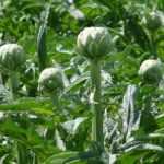 When and how to dry artichoke leaves?