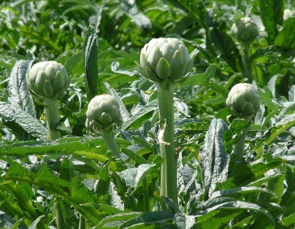 When and how to dry artichoke leaves?