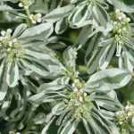 10 perennials with variegated foliage