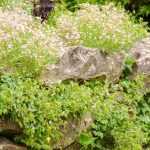 How to plant flowers on a low wall?