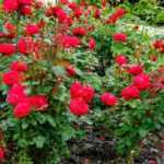 What is a rose fork used for?