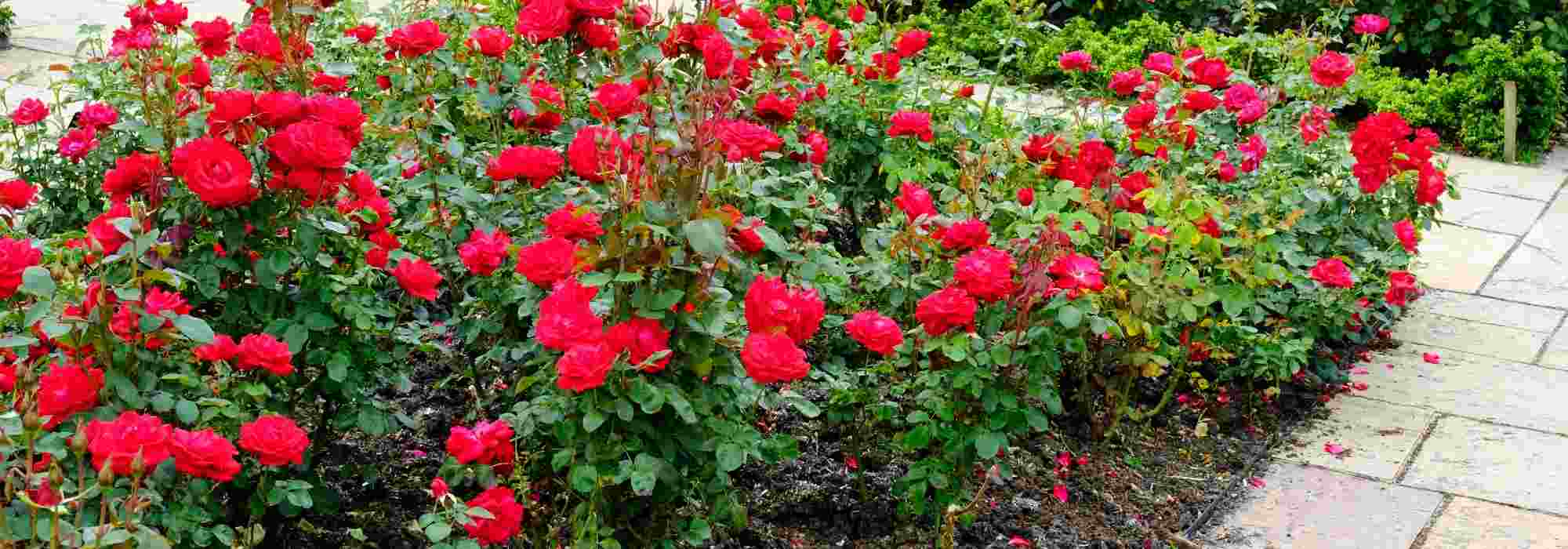 What is a rose fork used for?