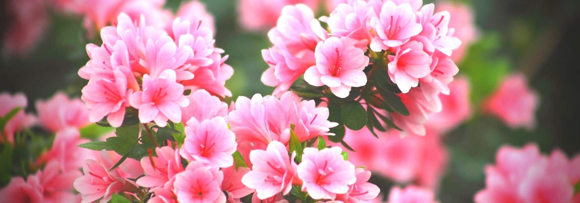 Chinese azaleas: the best varieties