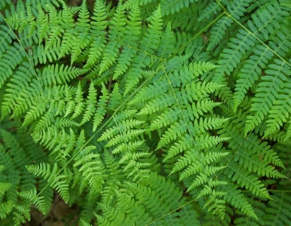 How to Make Fern Liquid Manure? Recipe and Uses