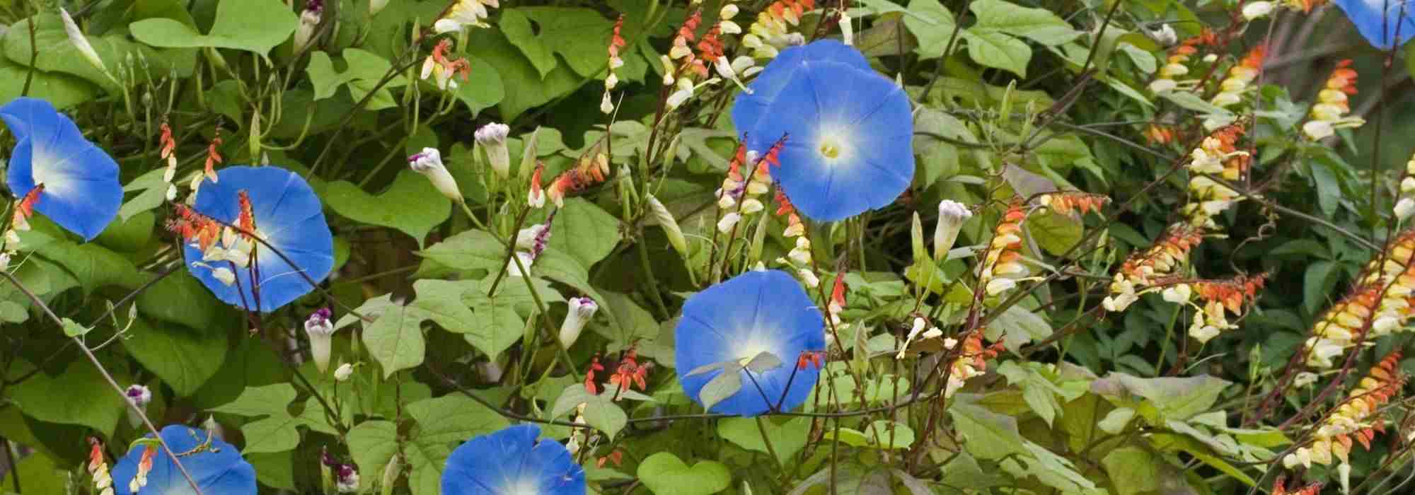 6 annuals or biennials for the sun