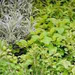 Medieval garden: Creating a garden of singles