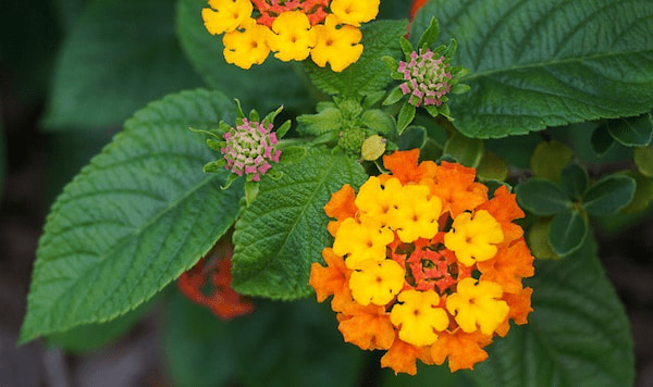How to take a cutting from a lantana?