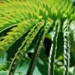 Large-leaved shrubs and trees