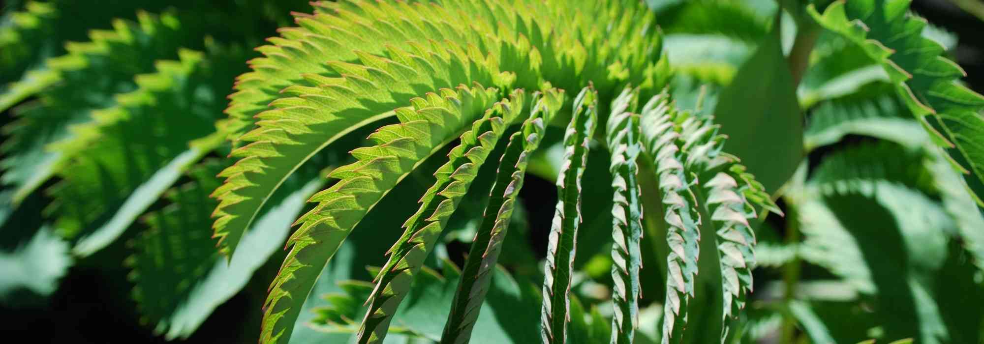 Large-leaved shrubs and trees