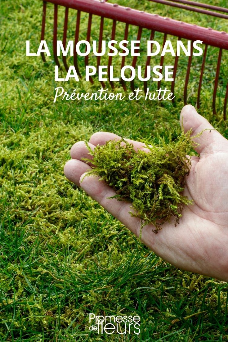 moss in short grass meadows