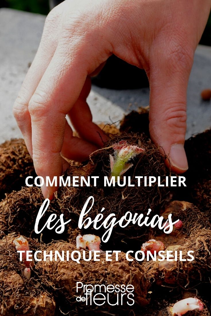 Taking Cuttings from Tuberous Begonias