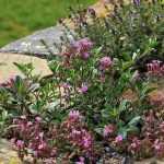 10 perennial plants to enhance a low garden wall