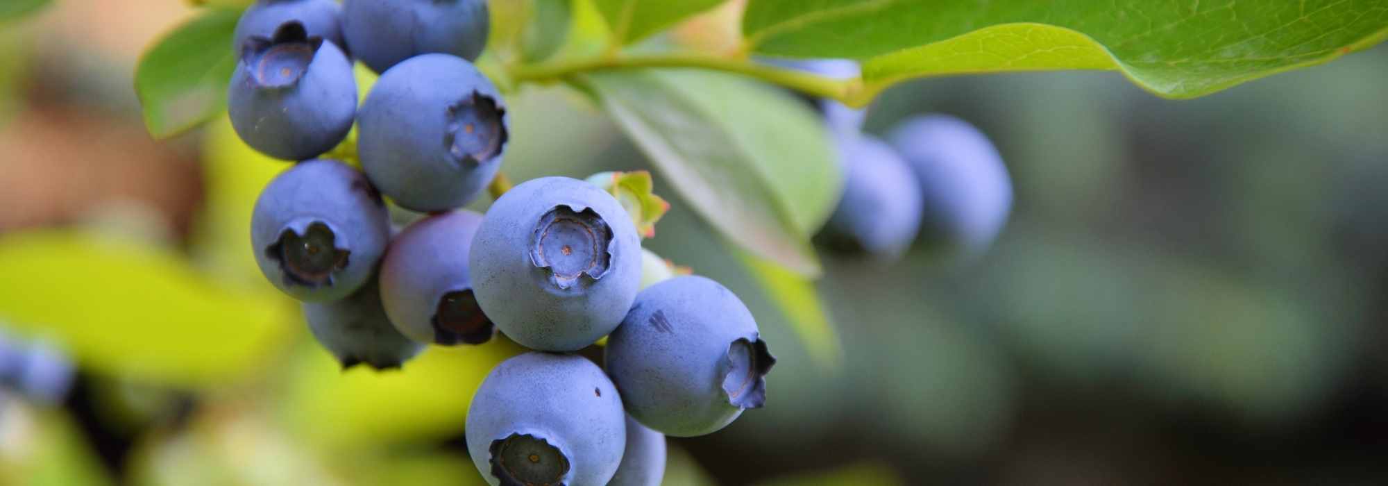 Choosing blueberry varieties
