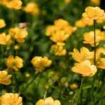 How to get rid of creeping buttercup?