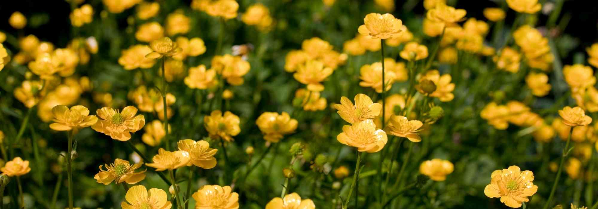 How to get rid of creeping buttercup?