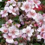 The most Beautiful Meilland Roses