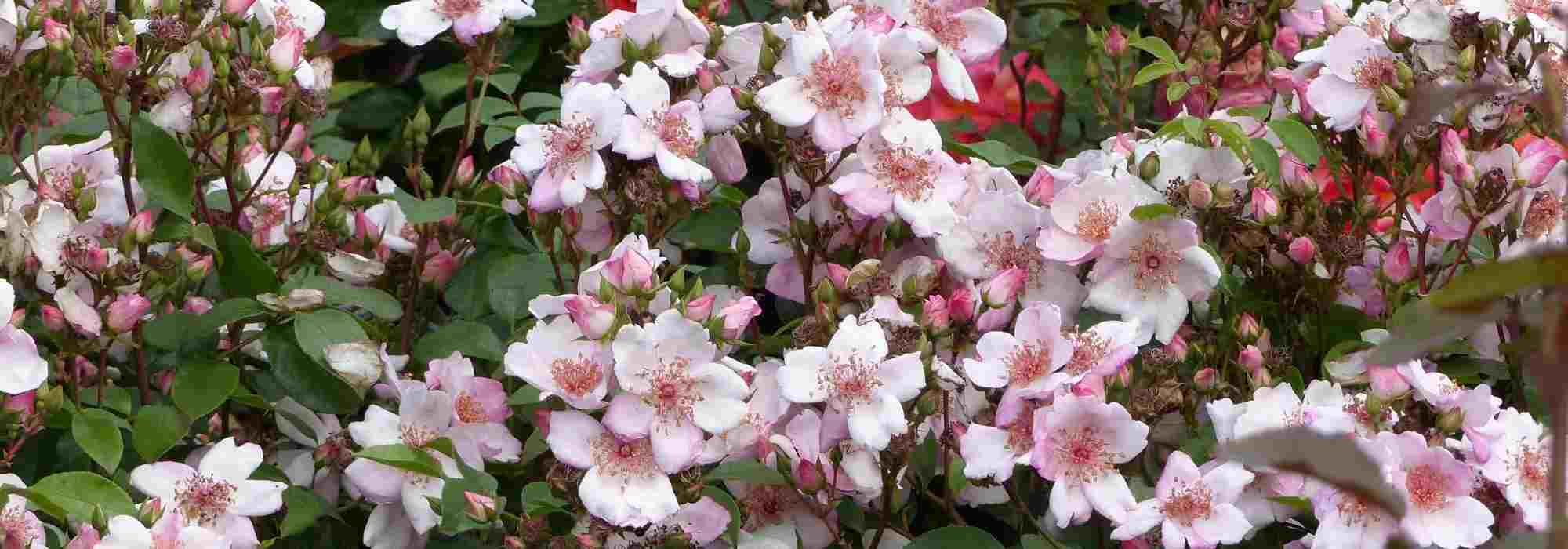 The most Beautiful Meilland Roses