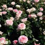 The most beautiful Kordes roses