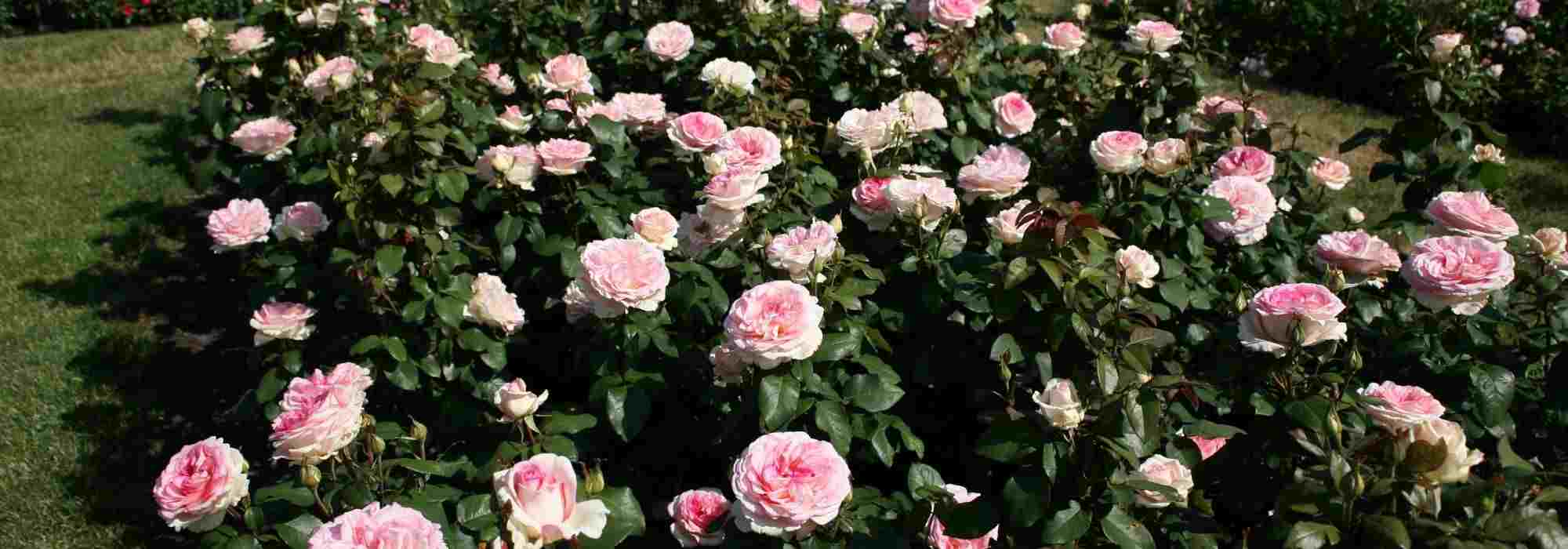 The most beautiful Kordes roses