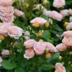 The most beautiful Delbard roses
