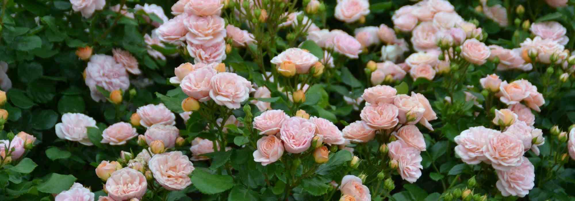 The most beautiful Delbard roses