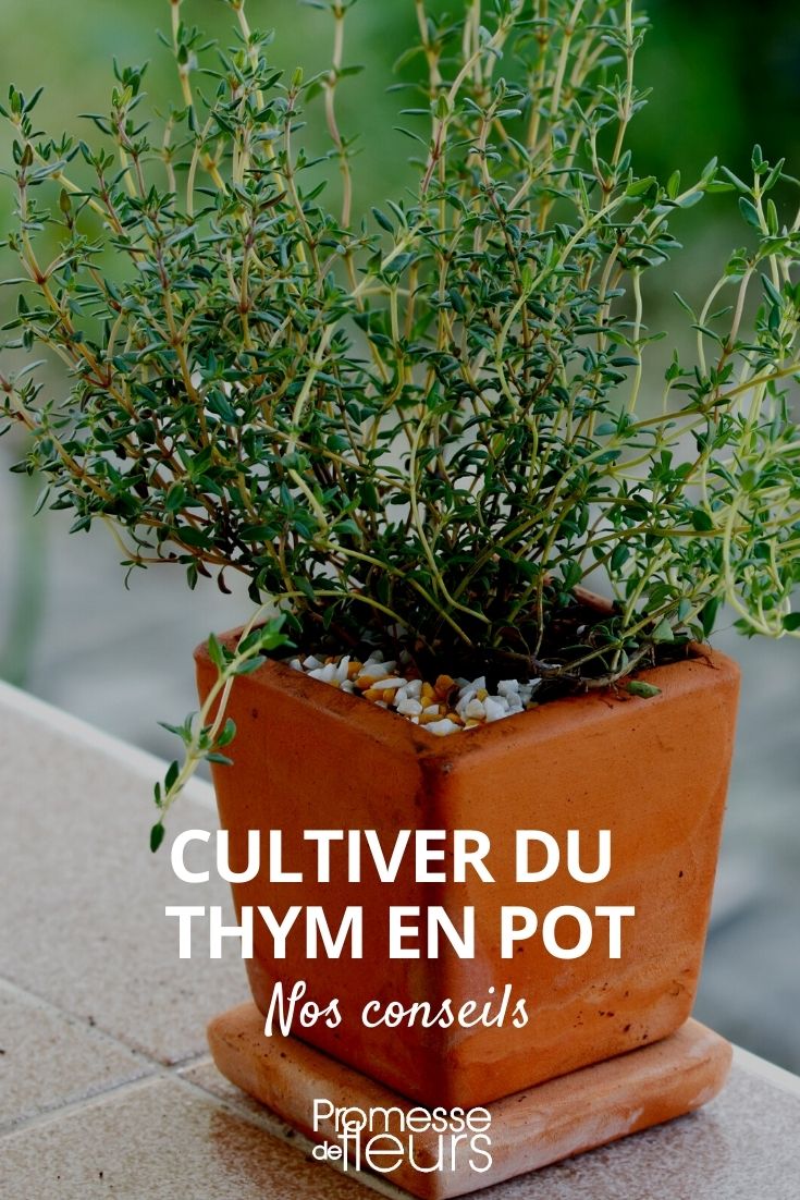 Growing Thyme in a Pot