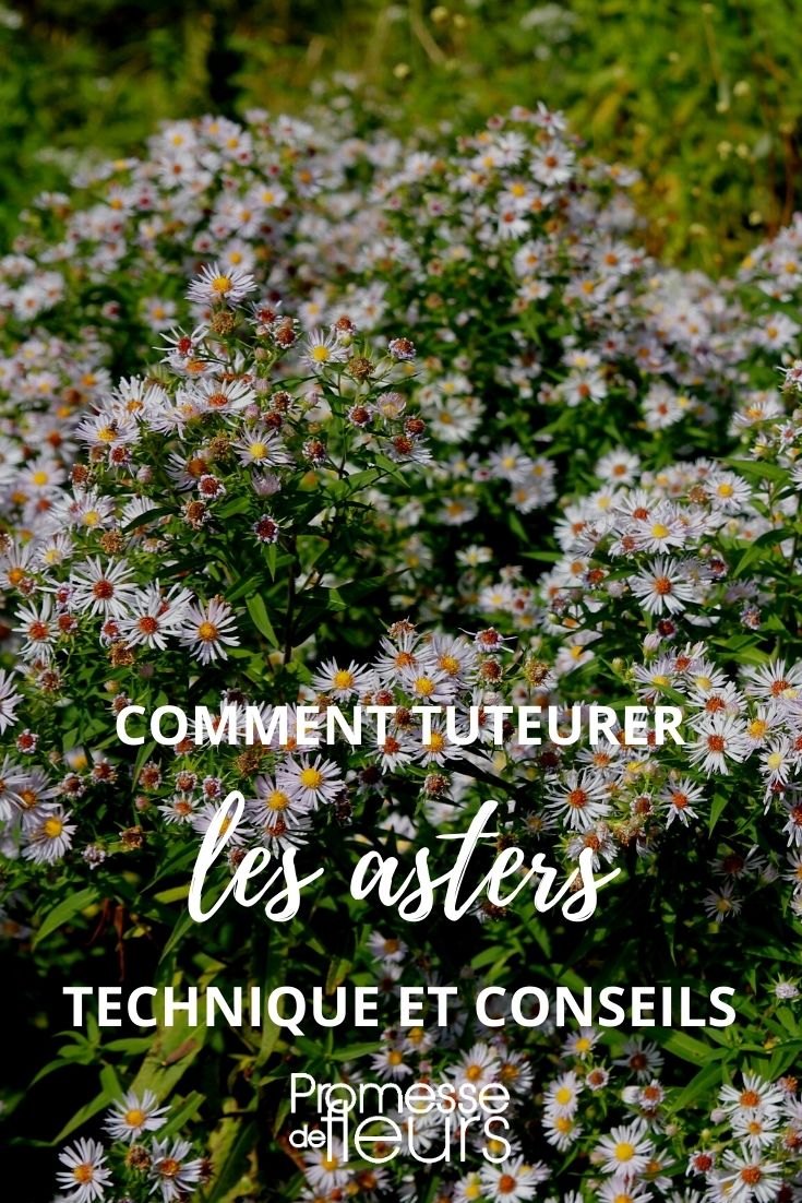 Staking Perennial Plants