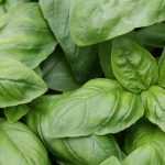 6 must-have basil varieties