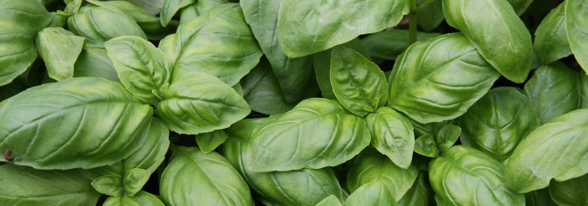 6 must-have basil varieties