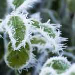 5 very hardy perennial plants unaffected by frost