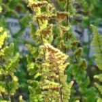 Cheilanthes: planting, growing, and care