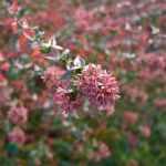 How to take cuttings from Abelia?