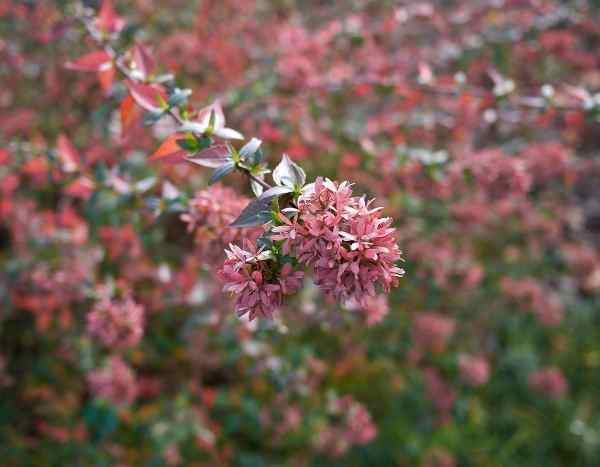 How to take cuttings from Abelia?