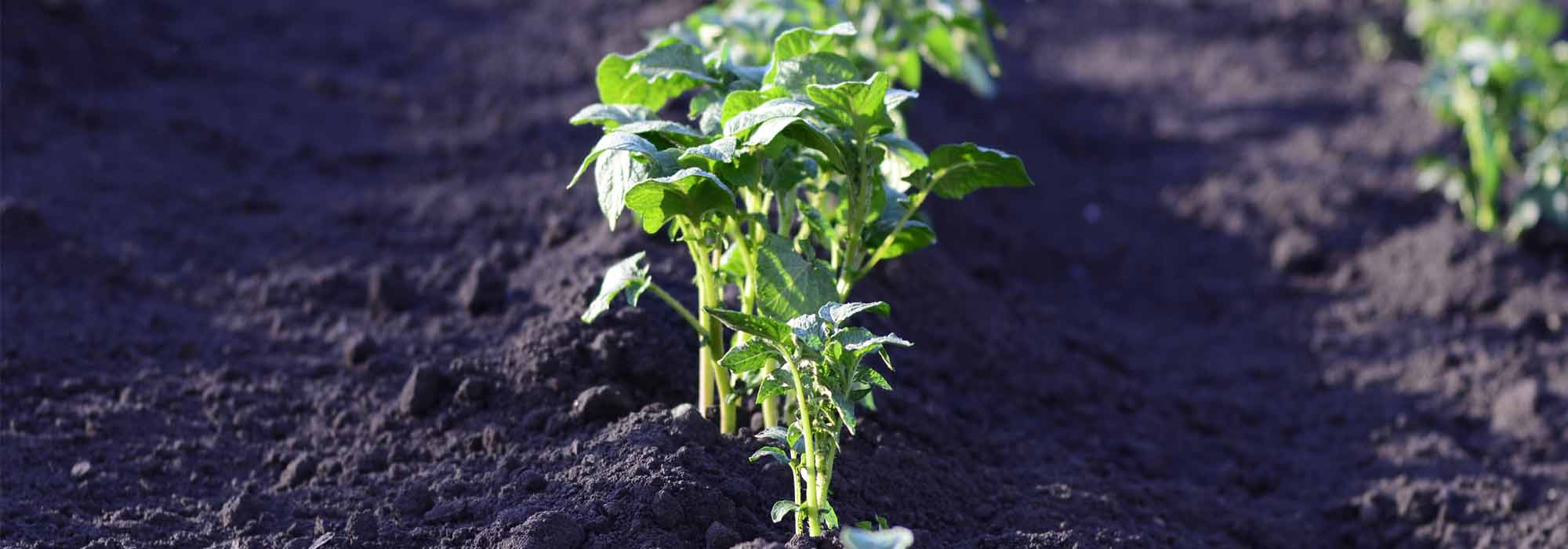 How to create a vegetable garden in acidic soil?