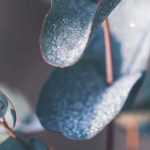 Eucalyptus: how to protect it from winter cold?